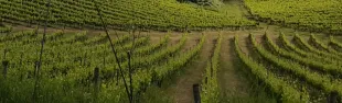 Aree verdi adozione