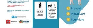 brochure peste suina africana
