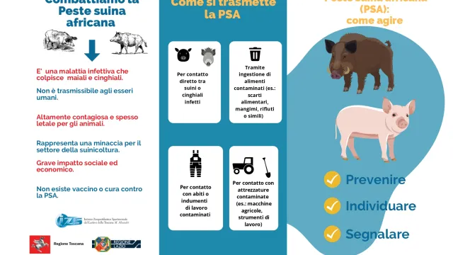 brochure peste suina africana